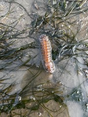 Squillidae