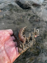 Squillidae