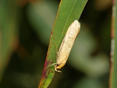 Philobota protecta