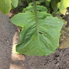 Youngia japonica