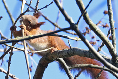 Sciurus vulgaris