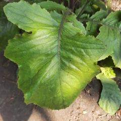 Youngia japonica