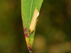 Philobota protecta
