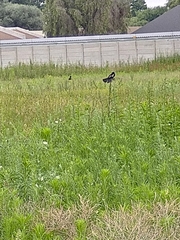 Euplectes albonotatus