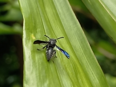 Allorhynchium argentatum