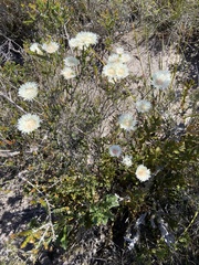 Actinodium cunninghamii