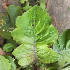 Youngia japonica