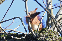 Sciurus vulgaris
