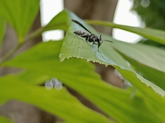 Allorhynchium argentatum