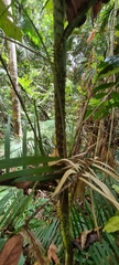 Calamus moti