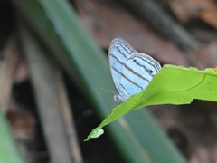 Cepheuptychia glaucina