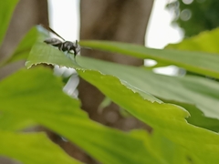 Allorhynchium argentatum