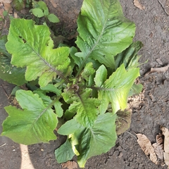 Youngia japonica