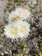 Actinodium cunninghamii