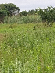 Euplectes progne