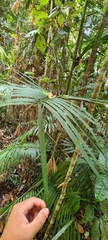 Calamus moti