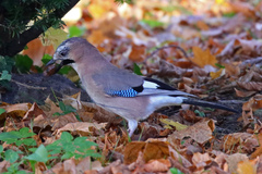 Garrulus glandarius