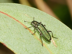 Eleale aspera