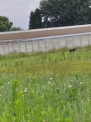 Euplectes albonotatus