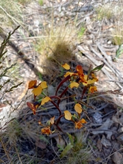 Diuris semilunulata