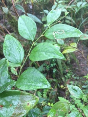 Smilax hayatae