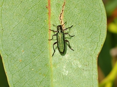 Eleale aspera