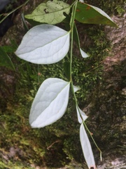 Smilax hayatae