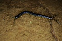 Ethmostigmus rubripes