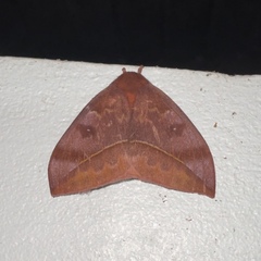 Automeris jucunda