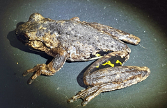 Litoria rothii