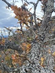 Quercus garryana