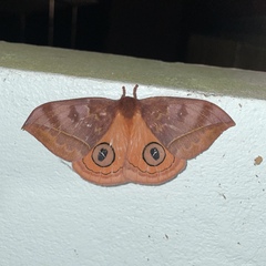 Automeris jucunda