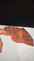 Automeris jucunda