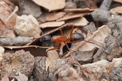 Camponotus sansabeanus