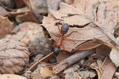 Camponotus sansabeanus