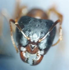 Camponotus sansabeanus
