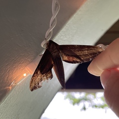 Xylophanes neoptolemus