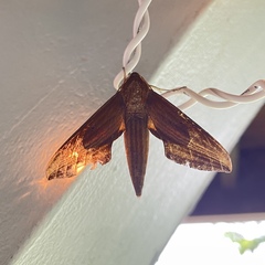 Xylophanes neoptolemus