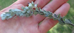 Psoralea velutina