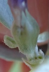 Psoralea velutina