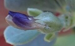 Psoralea velutina