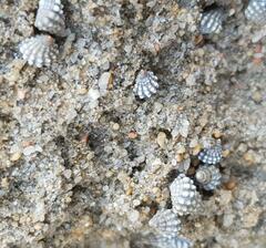 Echinolittorina natalensis