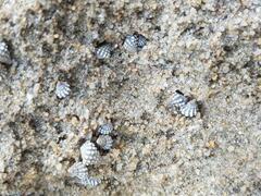 Echinolittorina natalensis