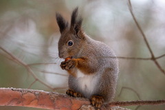 Sciurus vulgaris