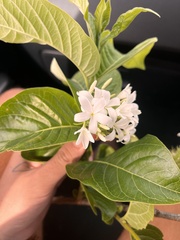 Holarrhena pubescens