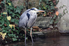 Ardea cinerea