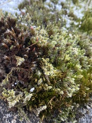 Racomitrium elongatum