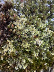 Racomitrium elongatum