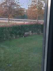 Vulpes vulpes anatolica