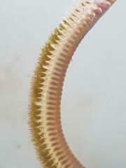 Eunicidae